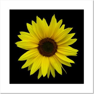 sunflower, sunflowers, bloom, summer, flower Posters and Art